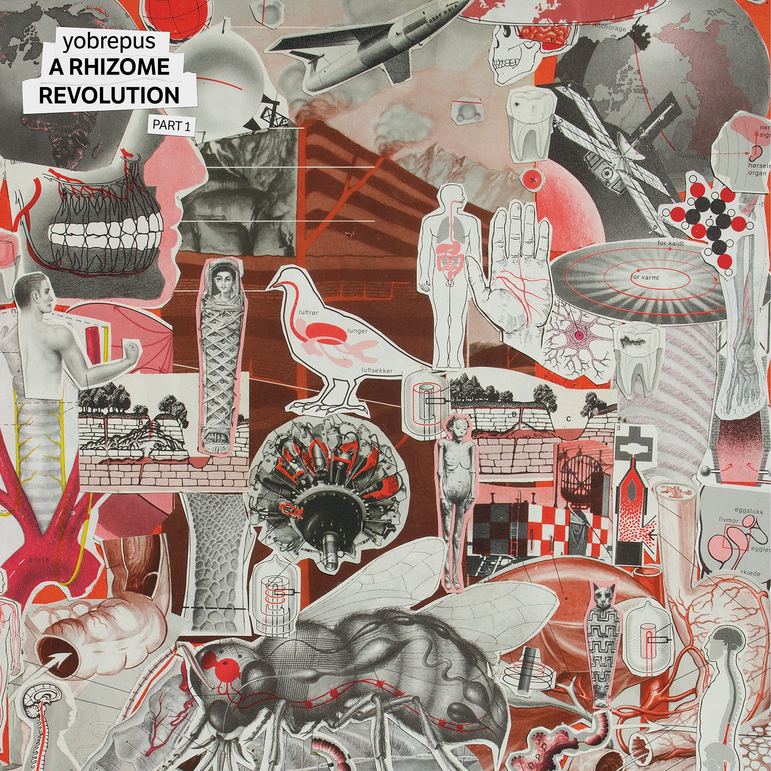 Apollon Records Yobrepus A Rhizome Revolution Part 1 LP vinyle noir